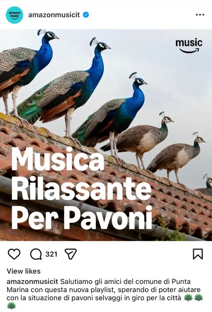 amazon music peacocks